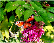 Sommertag 3.webp
