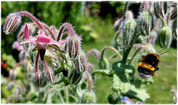 Sommertag 2.webp