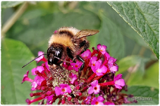 Sommertag 8.webp