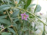 IMG_20220706_110456.jpg