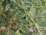 IMG_20220706_110501.jpg