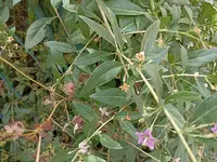 IMG_20220706_110501.webp