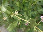 IMG_20220706_110528.jpg