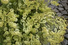 Empfangskomitee 0622.webp