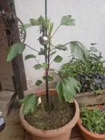 IMG_20220709_151114.webp IMG_20220709_151114.webp