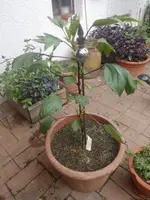 IMG_20220709_144548.webp IMG_20220709_144548.webp