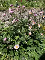 AD710D04-D72C-4409-AAE4-7F4BD34D6350.webp