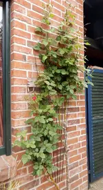 DSCN3863.webp