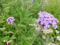 DSCN3834.webp
