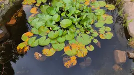 2022-07-08 Seerose braune Flecken.webp