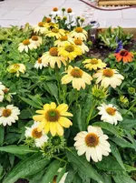 IMG_20220704_101639.webp IMG_20220704_101639.webp