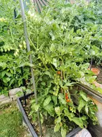 IMG_20220710_171356.webp
