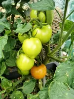 IMG_20220710_171505.webp