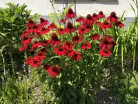 4CFDB473-4D43-4126-9EFD-7847DB81601B.webp 4CFDB473-4D43-4126-9EFD-7847DB81601B.webp