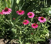 CDB9A983-E38A-4297-BEA8-2CE3317A5415.webp CDB9A983-E38A-4297-BEA8-2CE3317A5415.webp