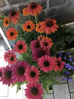 69D657D4-6204-4562-9F9C-5AA594B441CE.webp 69D657D4-6204-4562-9F9C-5AA594B441CE.webp