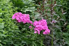 Juli       2222.webp