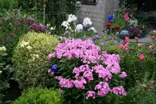 Juli       2322.webp