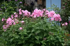 Juli       2722.webp