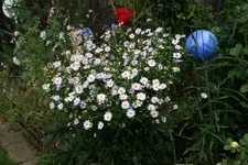 Juli       3222.webp