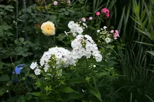 Juli       3322.webp