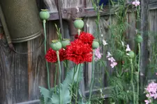 Juli       3822.webp