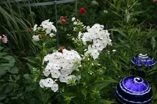 Juli       4022.webp