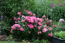 Juli       4222.webp