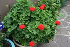 Juli       4322.webp