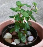2022FuchsiG.webp