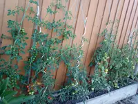 IMG_20220711_184653300.webp