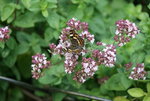 Schmetterling  1418.JPG
