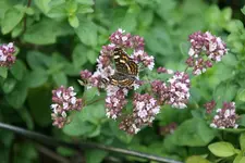 Schmetterling  1418.webp