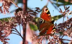 Schmetterling  5318.webp