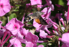 Taubenschwänzchen0218.JPG