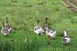 IMG_8397 - Copy.JPG
