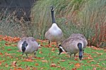 IMG_2131v (2).JPG