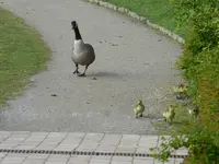 P1070788.webp
