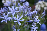 Agapanthus0415.JPG