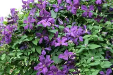 Cl. Jackmanni Superb0118.webp