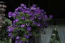 Einjährige     3521.webp