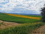 IMG_20220712_162453.jpg