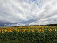 IMG_20220710_072933.webp