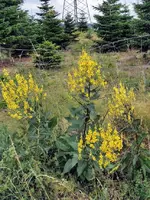 IMG_20220710_074028.webp