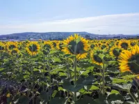 IMG_20220706_082835.webp