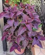 IMG_20220714_095030.webp