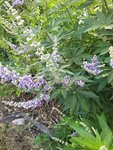 IMG_20220714_084343.jpg