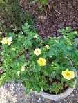 IMG_20220714_084952_1.jpg