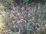 IMG_20220714_085106.jpg
