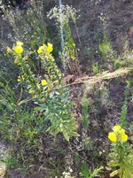 IMG_20220714_085122.webp